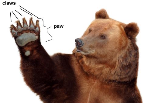 Difference Between Claw And Paw